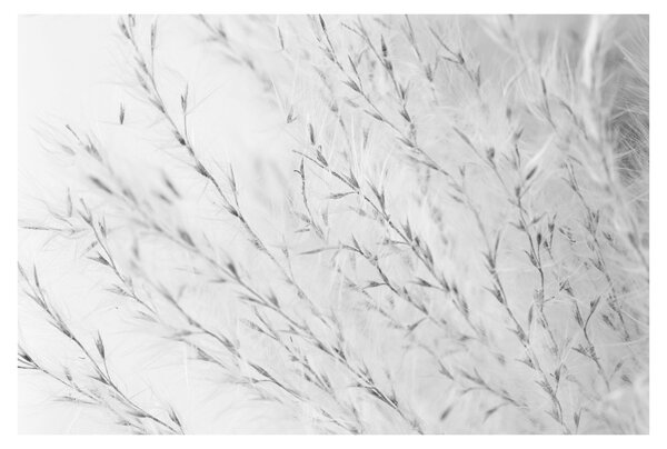 Tablou - Iarbă de pampas N⁰2 (90x60 cm)