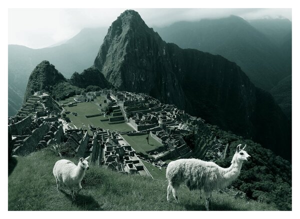 Tablou - Lamas la Machu Picchu în Peru (70x50 cm)