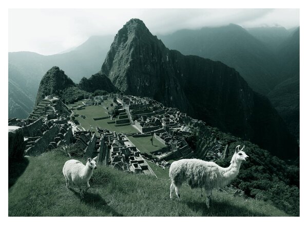 Tablou pe sticlă - Lamas la Machu Picchu în Peru (70x50 cm)