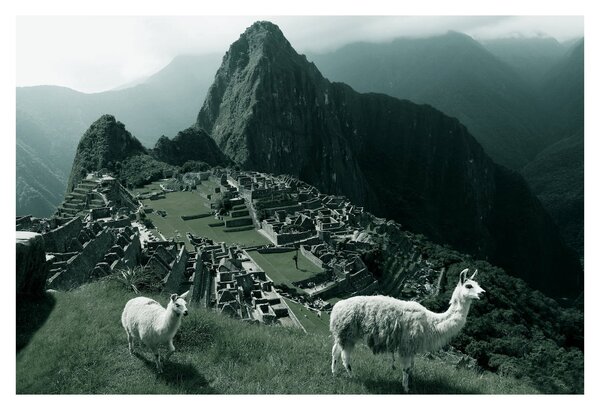 Tablou - Lamas la Machu Picchu în Peru (90x60 cm)
