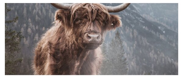 Tablou - Vaca Highlander (120x50 cm)