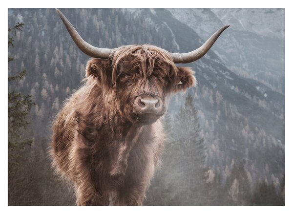Tablou - Vaca Highlander (70x50 cm)