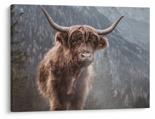 Tablou - Vaca Highlander (70x50 cm)