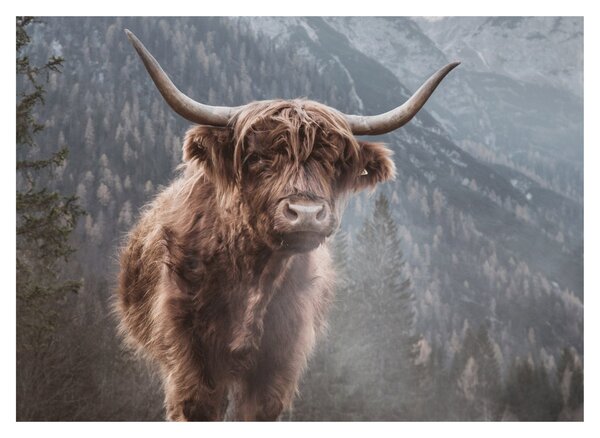 Tablou pe sticlă - Vaca Highlander (70x50 cm)
