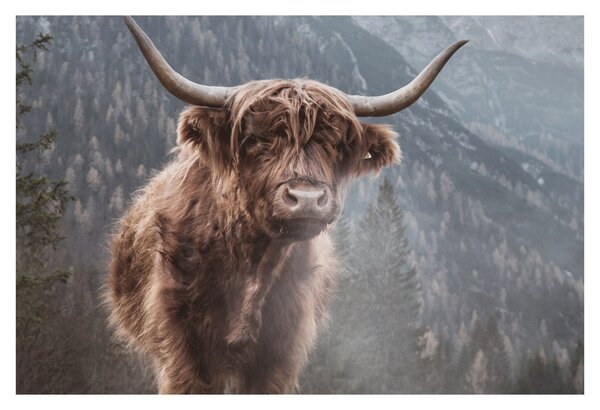 Tablou - Vaca Highlander (90x60 cm)