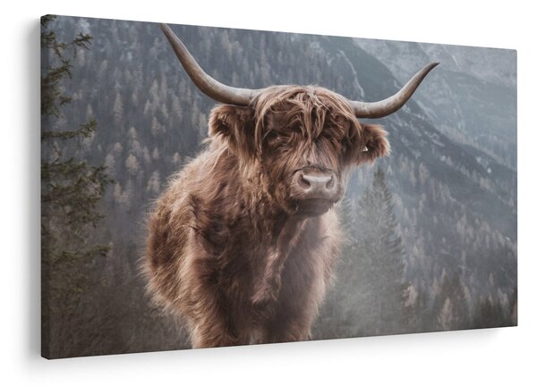Tablou - Vaca Highlander (90x60 cm)