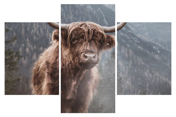 Tablou - Vaca Highlander (90x60 cm)