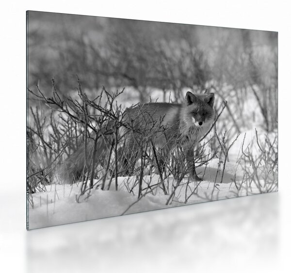 Tablou pe sticlă - Vulpe în timpul iernii (70x50 cm)