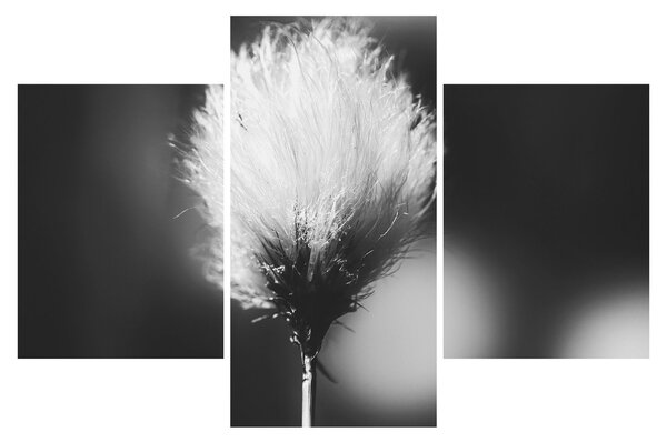 Tablou - Coțofană neagră și albă (90x60 cm)