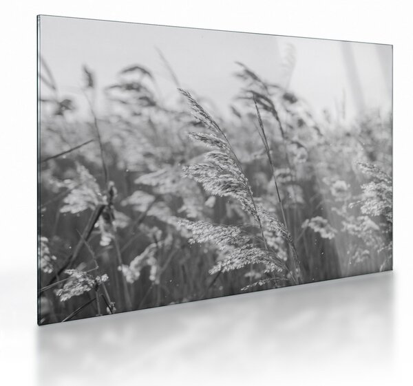 Tablou pe sticlă - Iarba în vânt (70x50 cm)