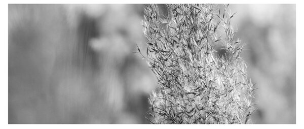Tablou - Iarbă de pampas Boho (120x50 cm)