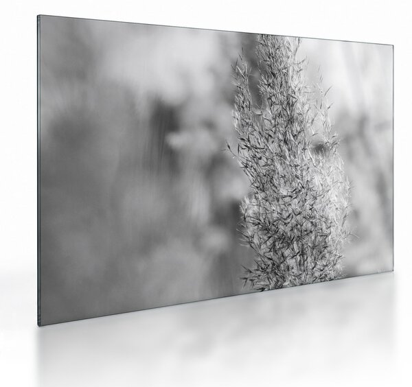 Tablou pe sticlă - Iarbă de pampas Boho (70x50 cm)