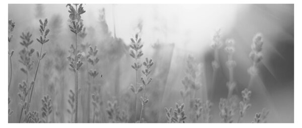 Tablou - Lavanda (120x50 cm)