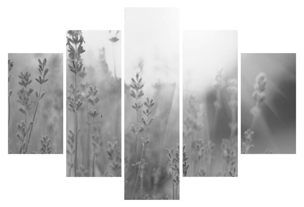 Tablou - Lavanda (150x105 cm)
