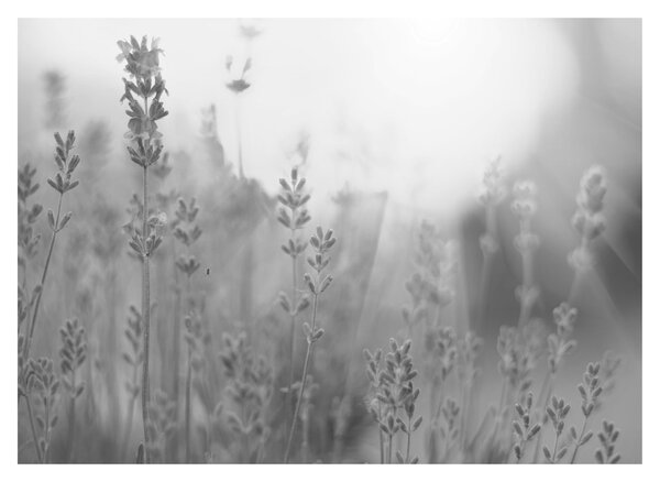 Tablou - Lavanda (70x50 cm)