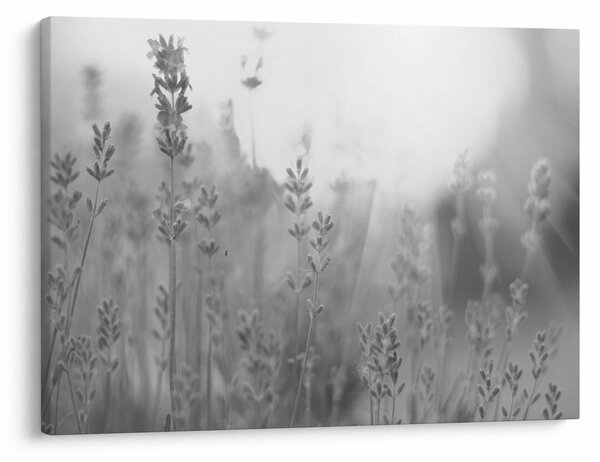 Tablou - Lavanda (70x50 cm)