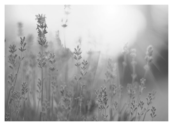 Tablou pe sticlă - Lavanda (70x50 cm)