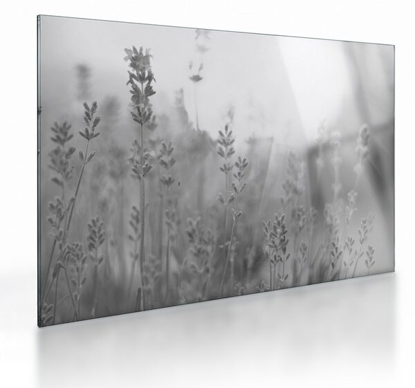 Tablou pe sticlă - Lavanda (70x50 cm)