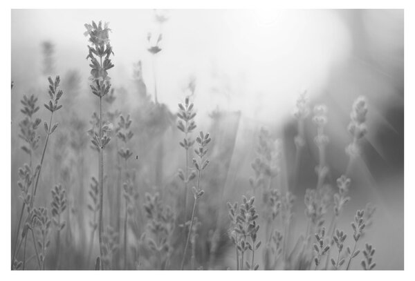 Tablou - Lavanda (90x60 cm)