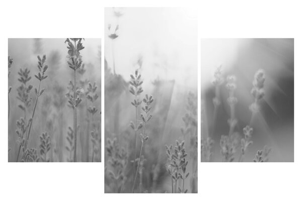 Tablou - Lavanda (90x60 cm)