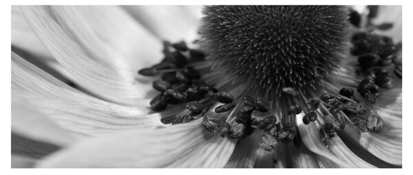 Tablou - Floare în alb-negru (120x50 cm)