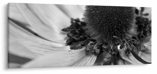 Tablou - Floare în alb-negru (120x50 cm)