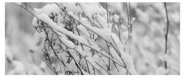 Tablou - Ramuri înzăpezite (120x50 cm)