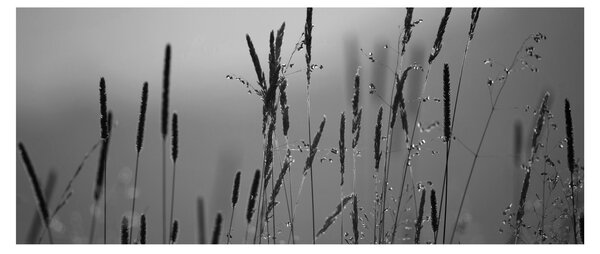 Tablou - Lamele de iarbă (120x50 cm)