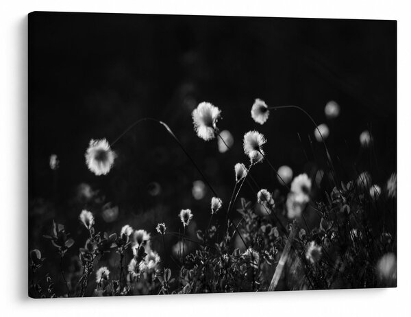 Tablou - Pajiște cu iarbă de cozonac N⁰1 (70x50 cm)