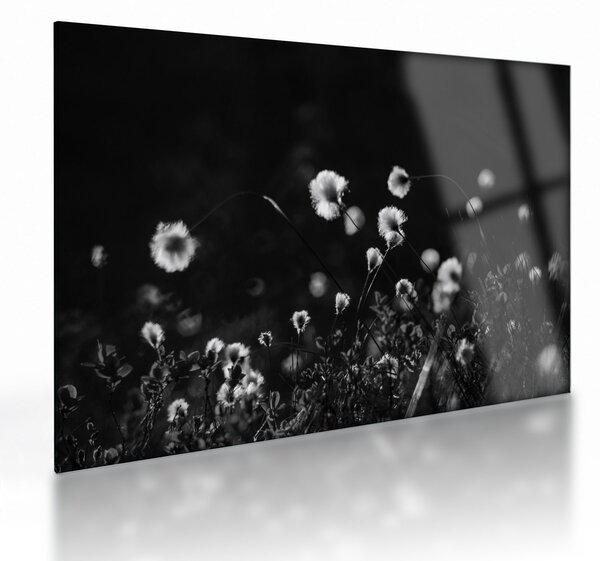 Tablou pe sticlă - Pajiște cu iarbă de cozonac N⁰1 (70x50 cm)