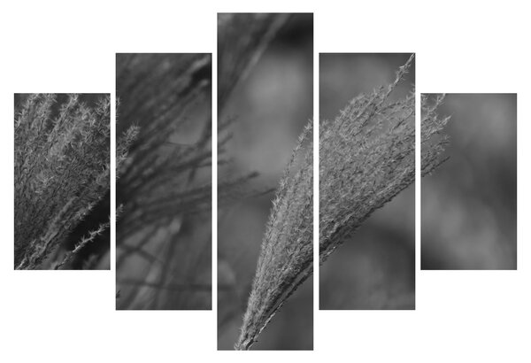 Tablou - Iarbă de pampas uscată (150x105 cm)