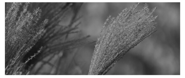 Tablou - Iarbă de pampas uscată (120x50 cm)