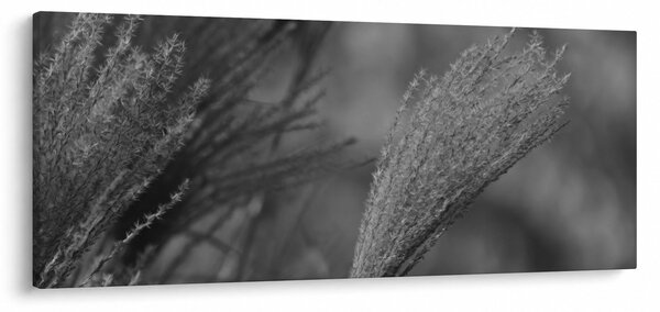 Tablou - Iarbă de pampas uscată (120x50 cm)