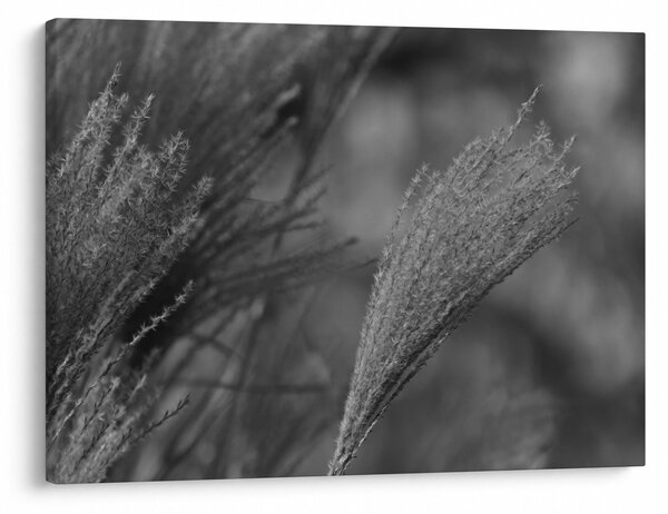 Tablou - Iarbă de pampas uscată (70x50 cm)