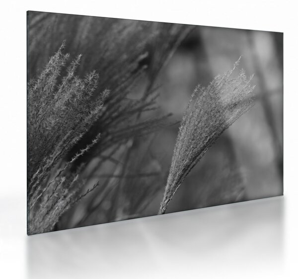 Tablou pe sticlă - Iarbă de pampas uscată (70x50 cm)