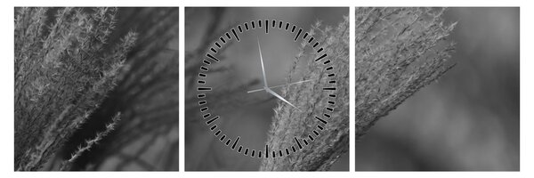 Tablou - Iarbă de pampas uscată (cu ceas) (90x30 cm)