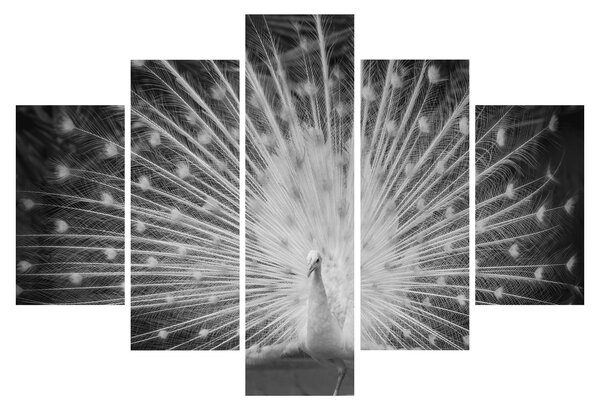 Tablou - Păun alb (150x105 cm)
