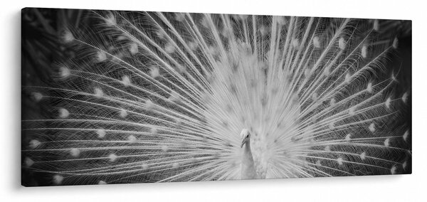 Tablou - Păun alb (120x50 cm)