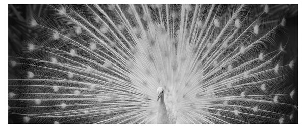 Tablou - Păun alb (120x50 cm)