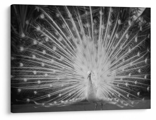 Tablou - Păun alb (70x50 cm)