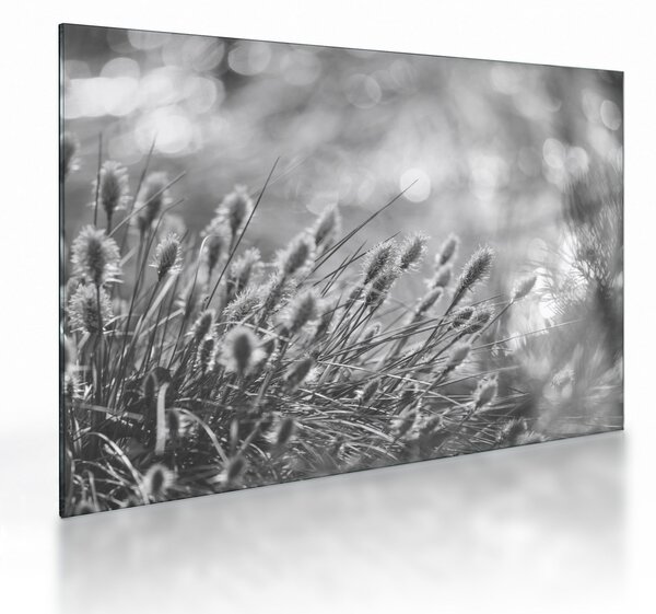 Tablou pe sticlă - Iarbă moale bej N⁰1 (70x50 cm)