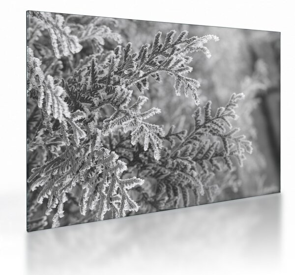 Tablou pe sticlă - Pădure de molid (70x50 cm)