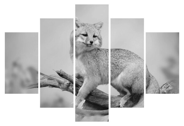 Tablou - Vulpe gri (150x105 cm)