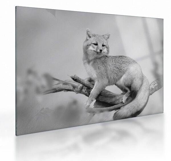 Tablou pe sticlă - Vulpe gri (70x50 cm)