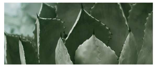 Tablou - Agave verde (120x50 cm)