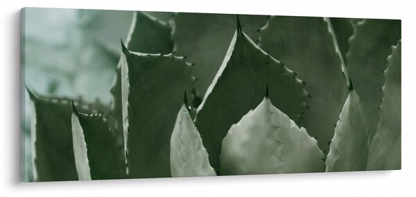 Tablou - Agave verde (120x50 cm)