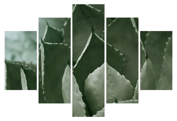Tablou - Agave verde (150x105 cm)