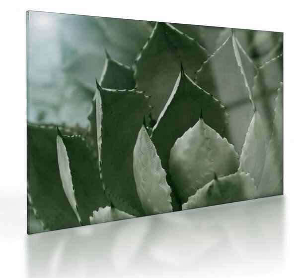Tablou pe sticlă - Agave verde (70x50 cm)