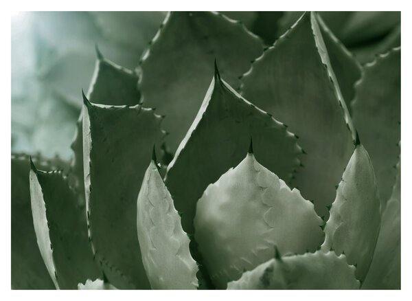 Tablou - Agave verde (70x50 cm)