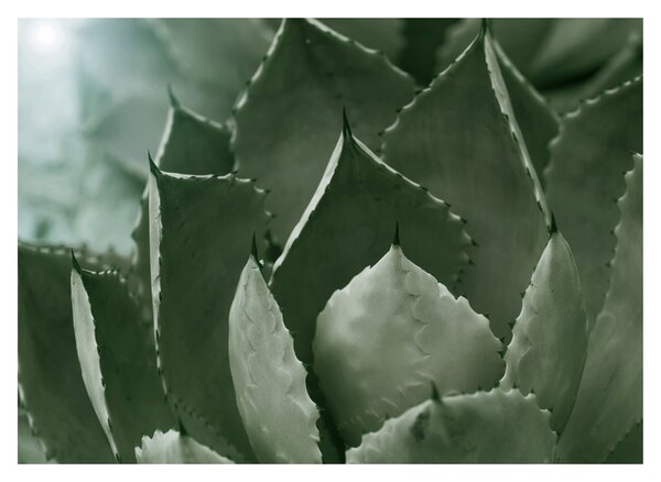 Tablou pe sticlă - Agave verde (70x50 cm)